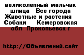 великолепный мальчик шпица - Все города Животные и растения » Собаки   . Кемеровская обл.,Прокопьевск г.